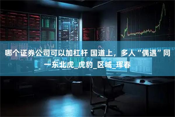 哪个证券公司可以加杠杆 国道上，多人“偶遇”同一东北虎_虎豹_区域_珲春